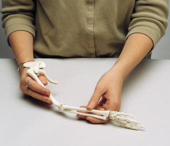 SA86Mi Premier Mini-Arm Skeleton with Shoulder Girdle and Hand