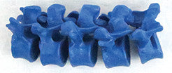 SB18 Lumbar Vertebrae Set (L1 through L5) - Blue