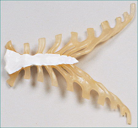SB21  Sternum & Costal Cartilages