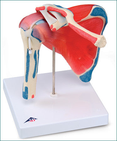 SJ88 Five-Part Shoulder Joint with Rotator Cuff