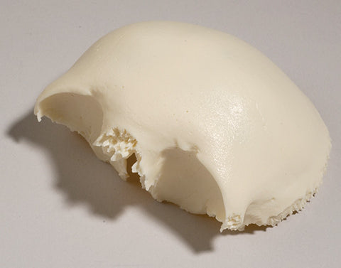 SK30-A Frontal Bone