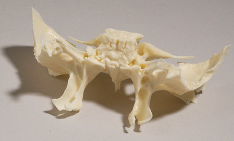 SK30-H Sphenoid