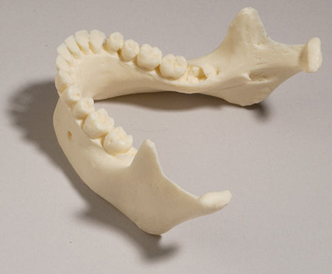 SK30-I Mandible