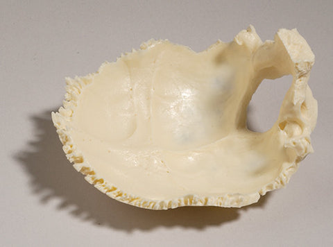 SK30-J Occipital Bone