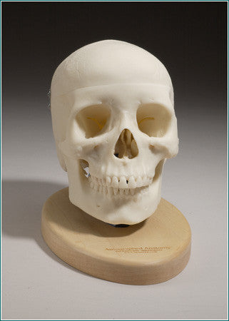 SK32 Female Skull, 3 piece