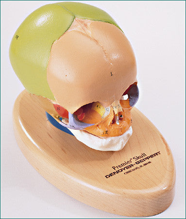 SK38PB Fetal Skull, Color-Coded on hard wood display base