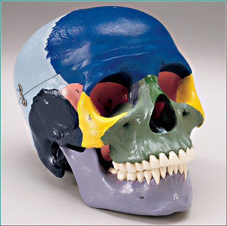 SK56 Female Medical Skull with Major Bones Color-Coded for Easy Identification