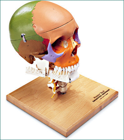 SK85 Premier Color-Coded Teaching Skull on Cervical Spine