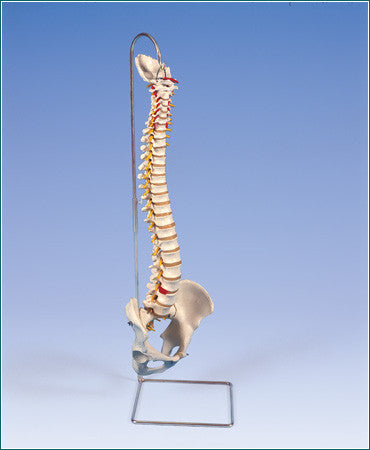 SP591 Deluxe Flexible Spine- without stand