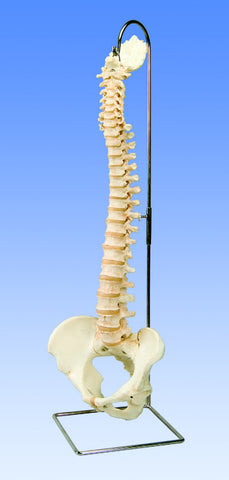 SP79-4 BONElike Spine with pelvis and occipital bone