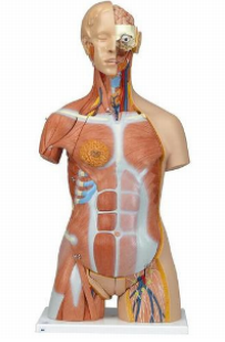 T340 Deluxe Dual Sex Muscle Torso, 31-part