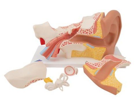 A311 Advanced Classic Ear