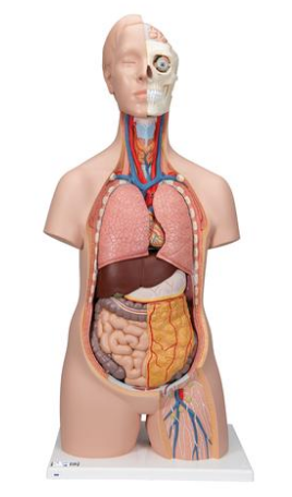 T309 Classic Unisex Torso, 12-Part