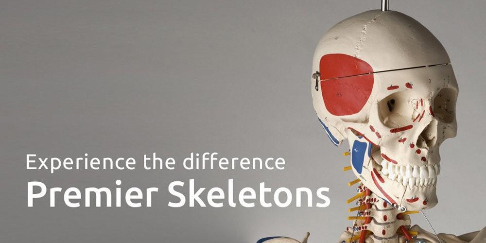 A Guide to Our Premier Skeletons Series