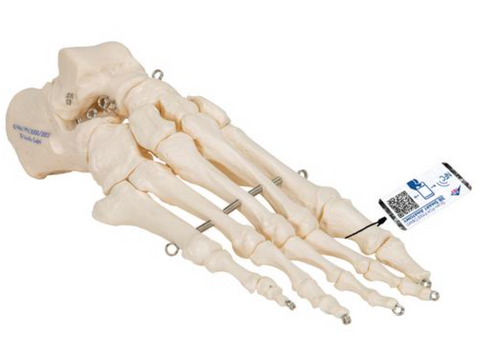 0974-30 Budget Human Foot Skeleton, wire mounted