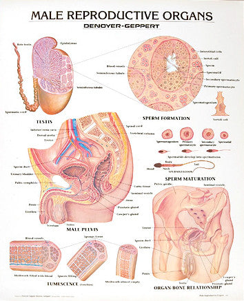 1331-10-AL Vintage Male Reproductive Organs, mounted