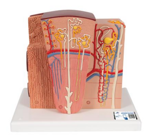 H130 MicroAnatomy Kidney