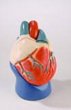 0131-00 Nonbreakable Life-Size Heart