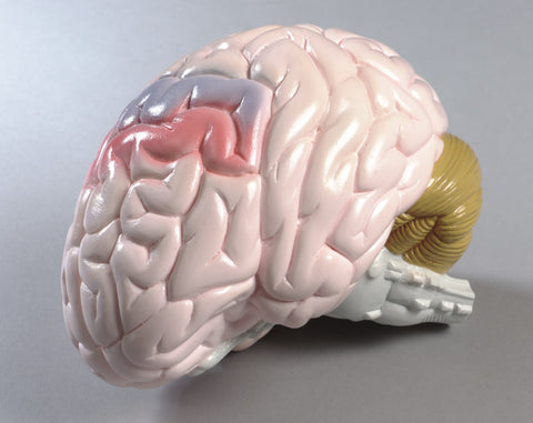 0155-00 Life-size Two-part Brain Model