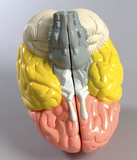 0156-00 Life-size Color-coded Brain Model