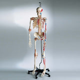 0207-13A All-In-One Super Skeleton, Sacral Mount