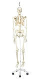 0221-10/1a Mr. Plain Skeleton, Suspension Mount, white stand