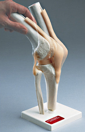 0232-82 Functional Knee Joint Model