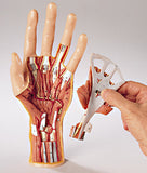 0244-18 Structural Anatomy of the Hand and Wrist Model