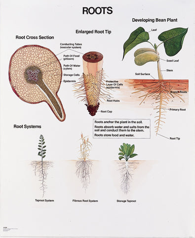 1026-01 Root Wall Chart, unmounted