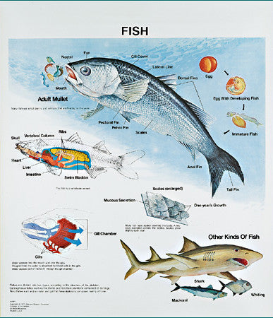 1094-10-AL Vintage Fish Life History Wall Chart with Aluminum Edging