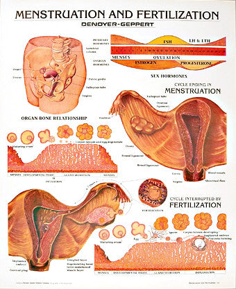1333-01 Menstruation and Fertilization, unmounted