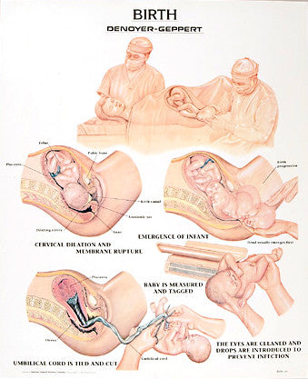 1335-01 Birth Chart, unmounted