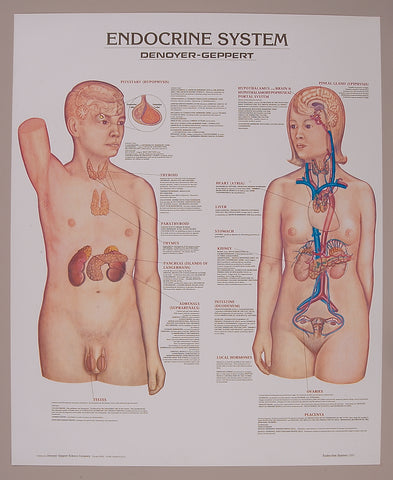 1337-10 Endocrine System, Mounted