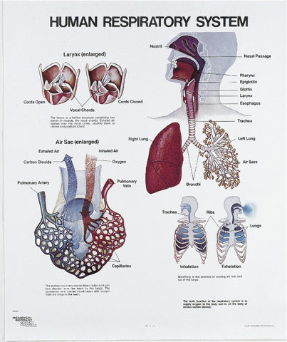 1409-01 Respiratory System Physiology unmounted