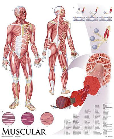 1422-01 Muscular System Wall Chart, unmounted