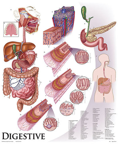 1426-01 Digestive System, unmounted