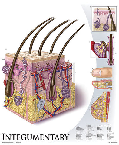 1428-10 Integumentary System, mounted