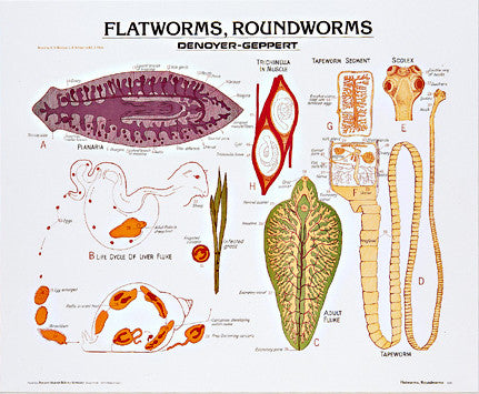 1883-10-AL Vintage Flatworms and Roundworms Wall Chart with Aluminum Edging
