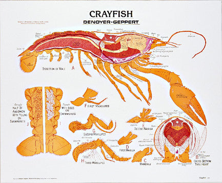 1885-10 Crayfish Poster mounted