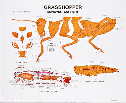 1886-10  Grasshopper mounted