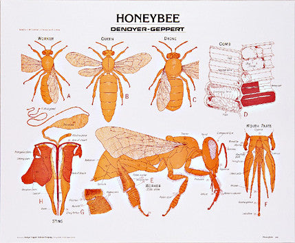 1887-01 Honeybee, unmounted