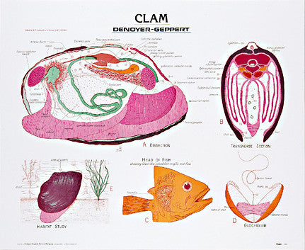 1888-10  Clam mounted