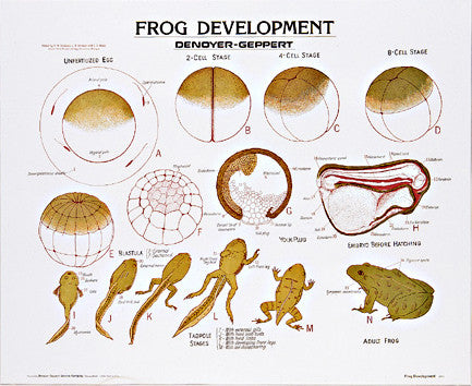 1890-10  Frog Development