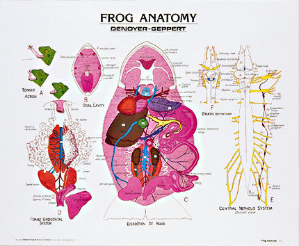 1891-10  Frog Anatomy
