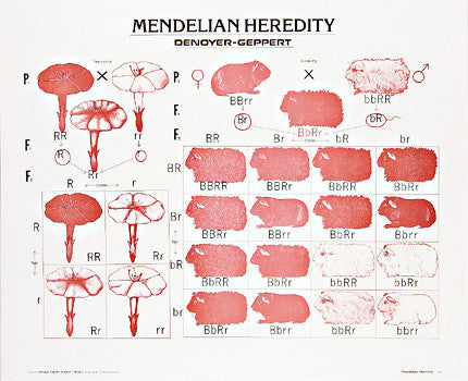 1905-10-AL Mendelian Heredity Poster, mounted with aluminum trim