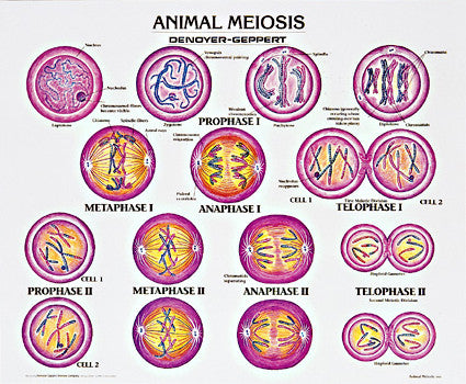 1913-10  Animal Meiosis mounted