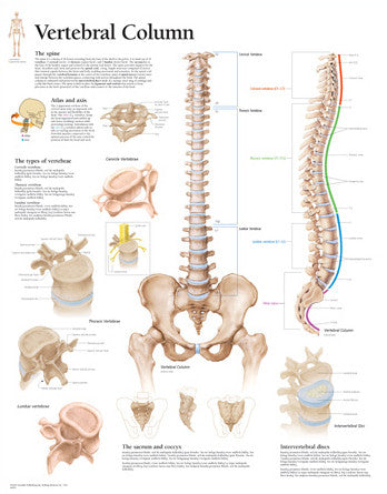 2101-08 Vertebral Column Poster