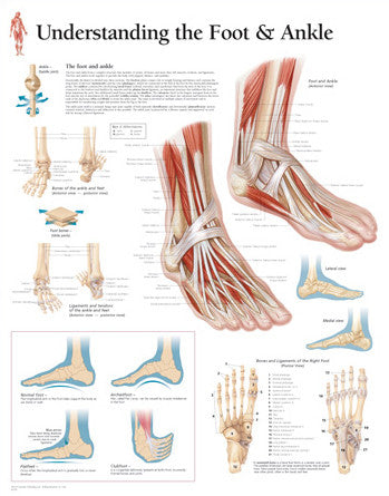 2104-08 Understanding the Foot and Ankle