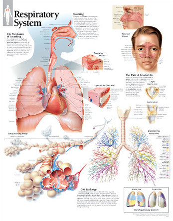 2130-08 Respiratory System