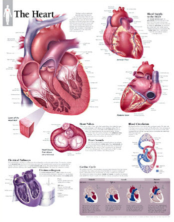 2140-08 The Heart